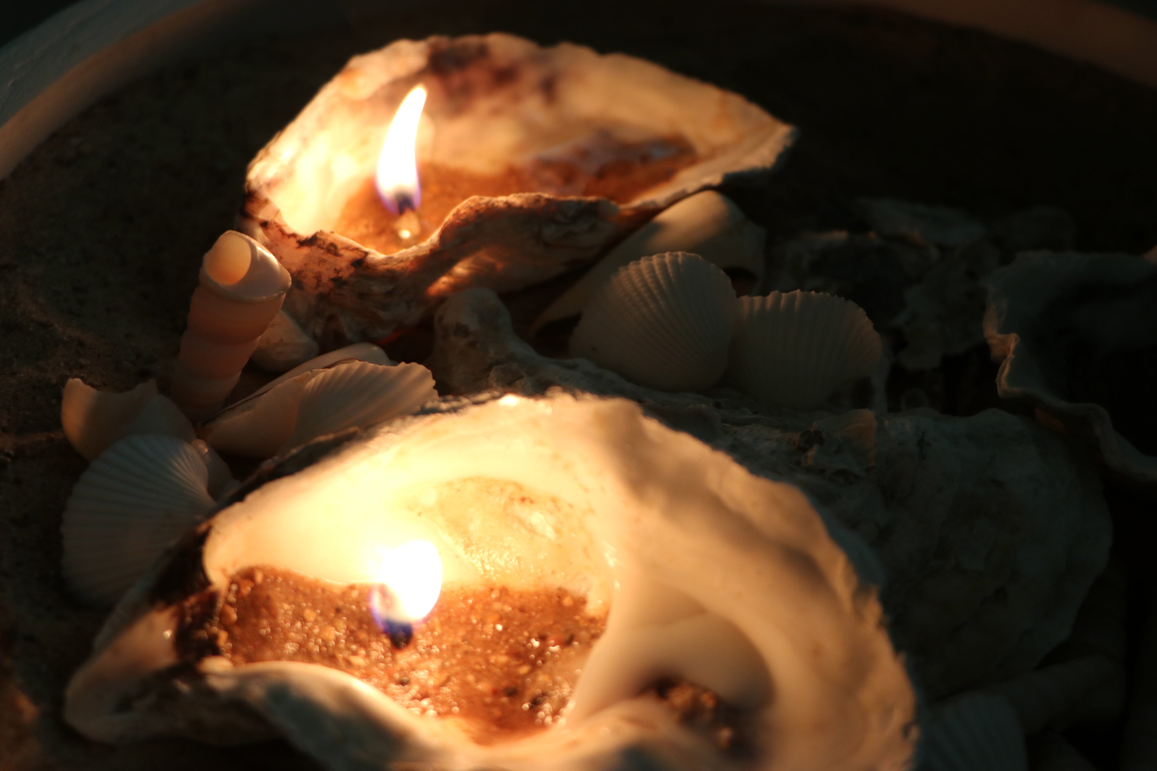 Sand-Bank Oyster Candle