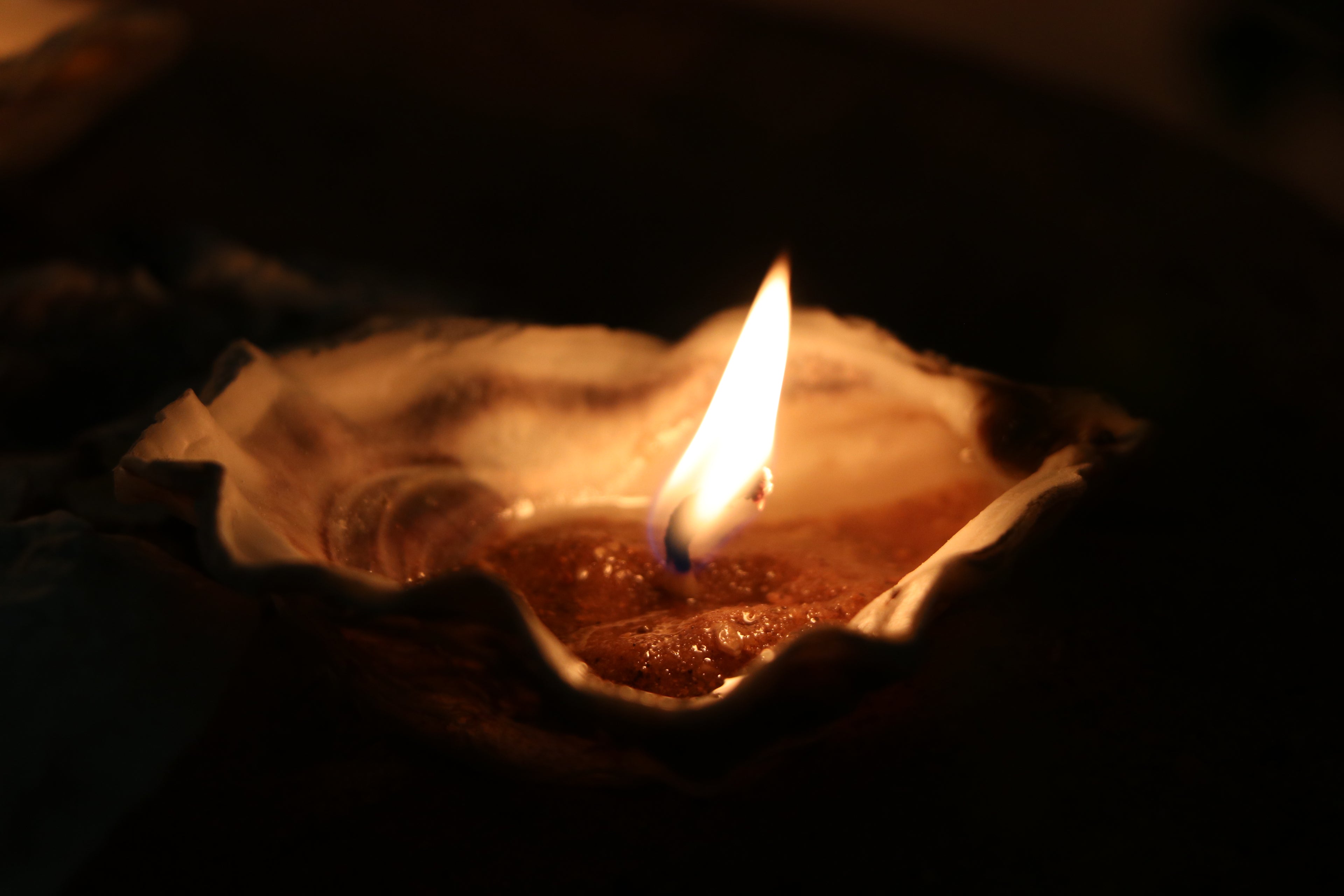 Sand-Bank Oyster Candle